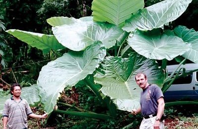 Steroidal giant plant